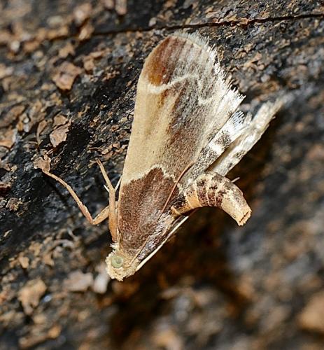 Réf. 284 462 : Pyralis farinalis